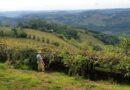 Pacto da Uva’ faz trabalho formal na vinicultura da Serra Gaúcha crescer 300%