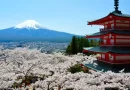 Cerejeiras atingem plena floração em santuário com vista para o Monte Fuji