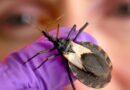 OMS pede detecção precoce e cuidados por toda a vida para doença de Chagas