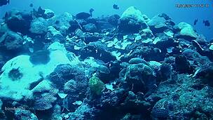 Cientistas detectam branqueamento de corais pela primeira vez em recifes de águas profundas do Atlântico Sul
