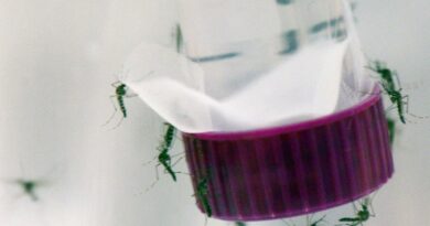 OMS pré-qualifica nova vacina contra a dengue