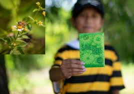 Para salvar abelhas, voluntários distribuem 56 milhões de sementes de flores para crianças