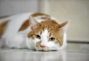 Aplicativo criado no Japão promete detectar quando um gato está sentindo dor