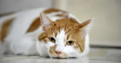 Aplicativo criado no Japão promete detectar quando um gato está sentindo dor