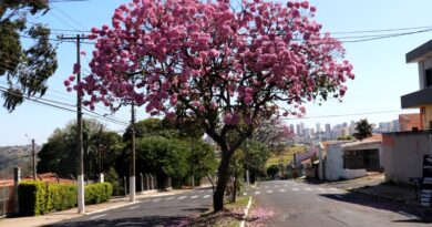 Florada dos ipês valoriza a paisagem urbana de Marília e encanta os moradores da Cidade Símbolo de Amor e Liberdade