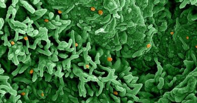 Varíola M ainda é ameaça à saúde pública, alerta OMS