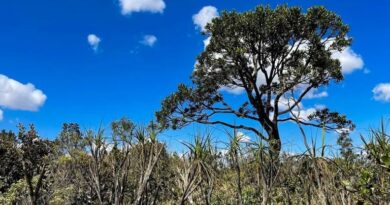 Dia do Cerrado: Governo Federal reforça combate ao desmatamento e proteção das bacias hidrográficas