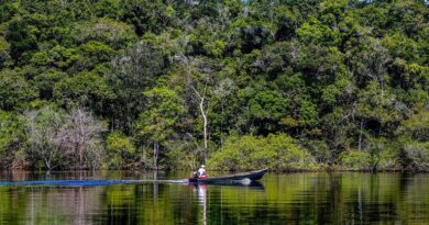 Amazônia: desmatamento em agosto foi o menor em seis anos