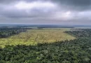 Degradação de florestas na Amazônia bate recorde mensal em setembro