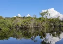 Sociedade civil aposta em parcerias para recuperação florestal no país