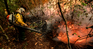 Governo Federal e ONU lançam pacote de R$ 700 mi contra crimes ambientais na Amazônia