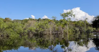 Sociedade civil aposta em parcerias para recuperação florestal no país