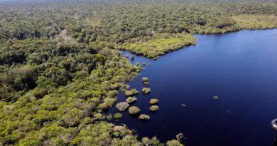 Petrobras e BNDES fazem parceria para restauração na Amazônia