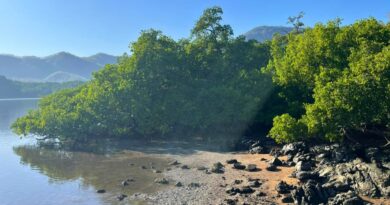 ONG de Timor-Leste restaura manguezais para proteger país de desastres climáticos