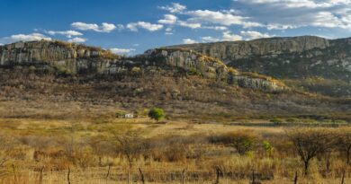 Floresta Viva: BNDES apoia reflorestamento da Caatinga em parceria com cervejaria