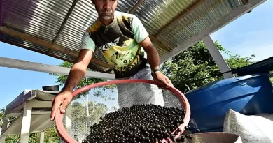 Reforma Tributária: veja conquistas e desafios para a sociobioeconomia no PLP/68/2024