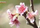 Primeiras flores de cerejeira do Japão em 2025 são observadas em Okinawa