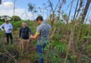 Mapa declara emergência fitossanitária ao risco de surto da praga da mandioca no Amapá e Pará