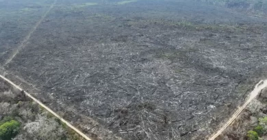 Apenas 5% dos casos de desmatamento na Amazônia geraram indenizações