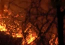 Incêndio florestal em Ehime é o pior em 36 anos, dizem autoridades