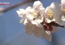 Temporada de flores de cerejeira deve chegar mais cedo em algumas partes do Japão este ano