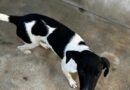 Animal resgatado de maus-tratos está sendo cuidado