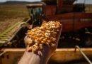 Conab: com mais produtividade, safra de grãos 24/25 projeta recorde de 332,9 milhões de toneladas