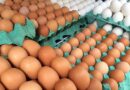 MG descarta preventivamente 450 toneladas de ovos férteis vindos do RS