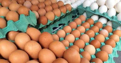 MG descarta preventivamente 450 toneladas de ovos férteis vindos do RS