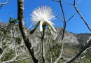 Estudo em morros do Sudeste encontra espécies resistentes ao calor