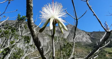 Estudo em morros do Sudeste encontra espécies resistentes ao calor