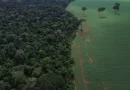 Trópicos registram perda recorde de floresta primária