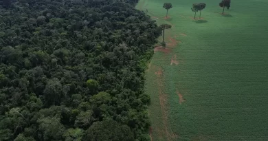 Trópicos registram perda recorde de floresta primária