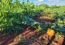 Estudo comprova viabilidade financeira de sistemas agroflorestais no Cerrado e incentiva investimentos