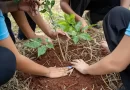 Prorrogadas até 15 de maio as inscrições da 3ª Restaura Natureza