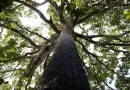 Projeto de licenciamento ambiental é grande retrocesso, diz ministério