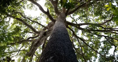 Projeto de licenciamento ambiental é grande retrocesso, diz ministério