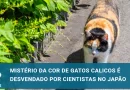 Cientistas no Japão desvendam mistério sobre a cor da pelagem dos calicos