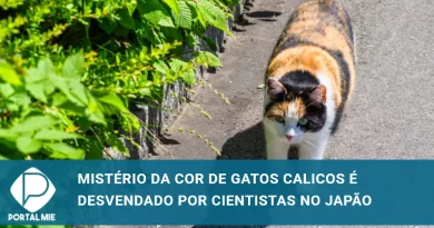 Cientistas no Japão desvendam mistério sobre a cor da pelagem dos calicos