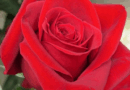 Carga com 60 toneladas de rosas chega da Colômbia em Viracopos