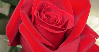Carga com 60 toneladas de rosas chega da Colômbia em Viracopos