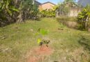 Reflorestamento e recuperação de nascente marcam ação ambiental no bairro Jânio Quadros