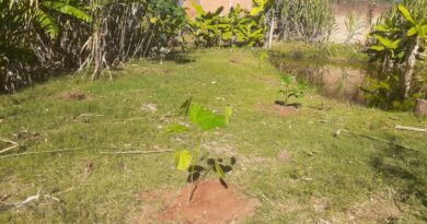 Reflorestamento e recuperação de nascente marcam ação ambiental no bairro Jânio Quadros