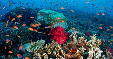 Comércio terá papel fundamental no futuro dos oceanos, diz agência da ONU