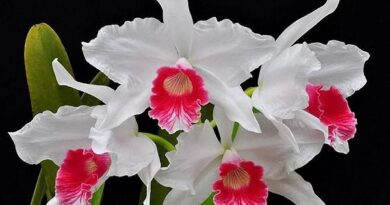 Exposição de Orquídeas em Marília contará com mais de 5 mil espécies