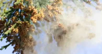 Pico de pólen: Tóquio, Nagoia e outras cidades terão níveis “extremamente altos” durante a semana