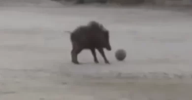 Javali é flagrado brincando com bola em escola de Hiroshima