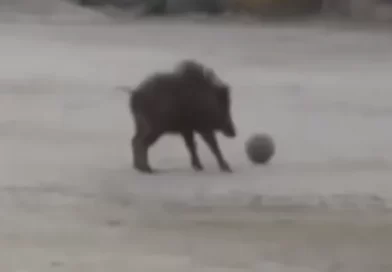 Javali é flagrado brincando com bola em escola de Hiroshima