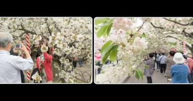 Flores de cerejeira: evento anual da Japan Mint em Osaka