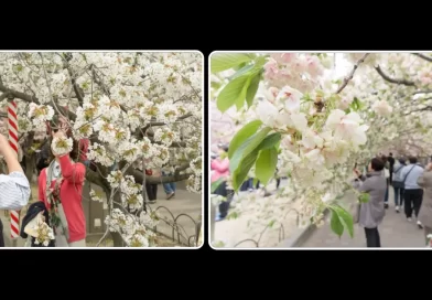Flores de cerejeira: evento anual da Japan Mint em Osaka